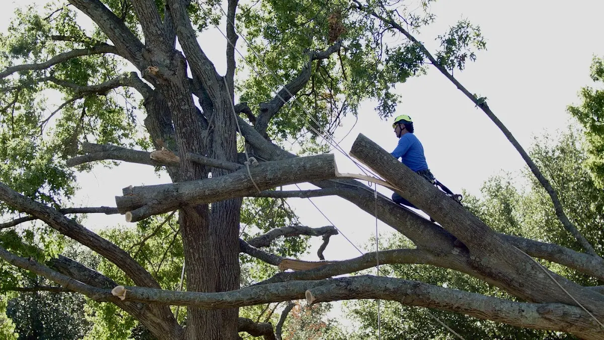 Professional Hazardous Tree Removal performed by certified arborists in Robersonville